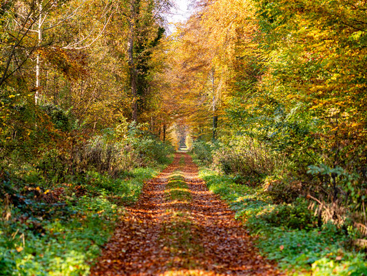 Herbst im Bienwald bei Neuburg