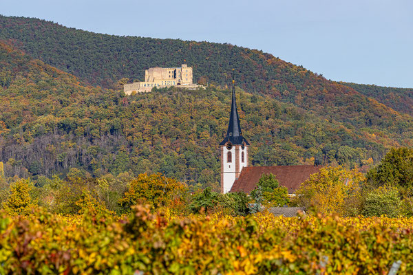 Herbstfarben um Maikammer
