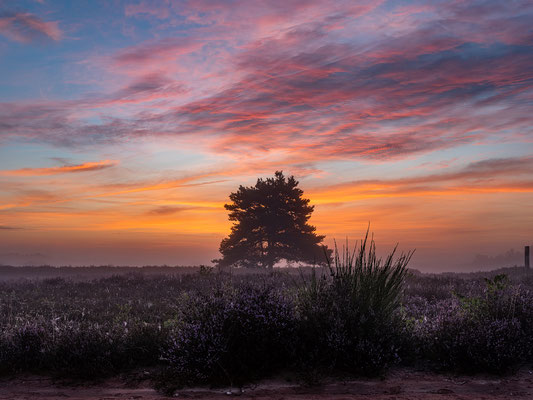 Toller Morgen in der Mehlinger Heide