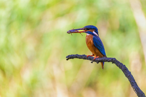 Eisvogel mit Beute