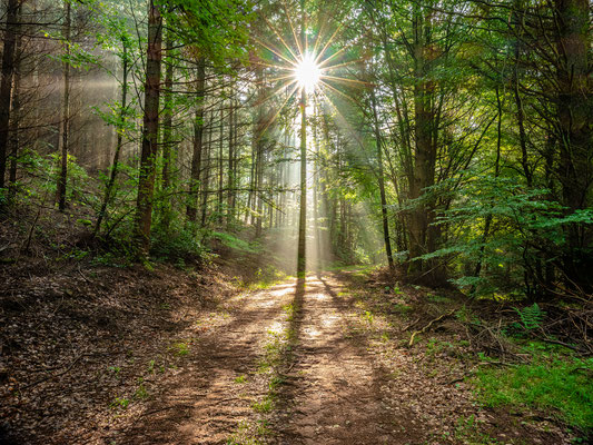 Frühnebel an der Kalmit