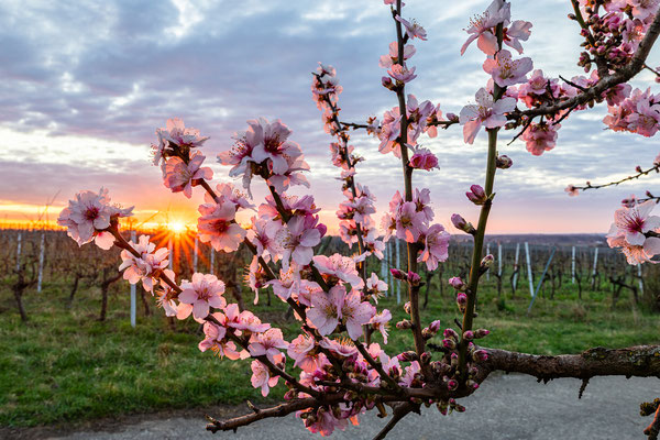 Mandelblüte bei Gimmeldingen