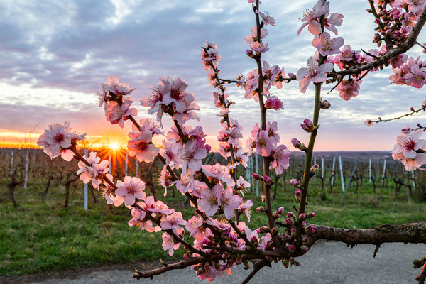 Mandelblüte bei Gimmeldingen