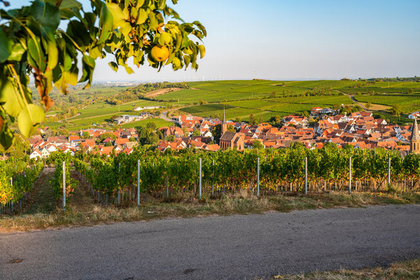 Blick auf Birkweiler