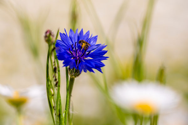 Wildbiene auf Kornblume