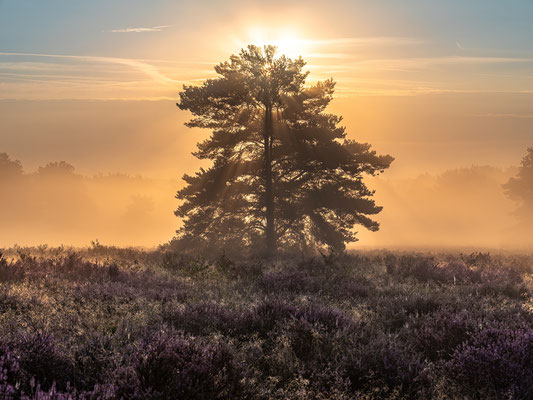 Nebelmorgen in der Mehlinger Heide