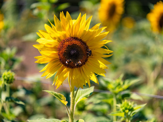 Sonnenblumenfeld bei Albersweiler