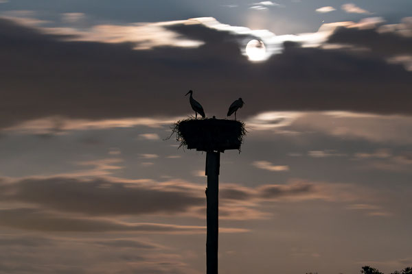 Störche im Licht des Vollmondes