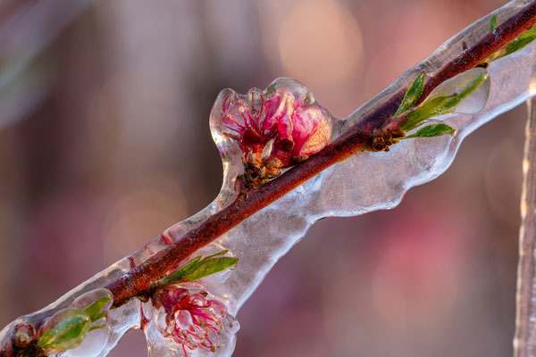 Frostschutzberegnung bei Neustadt