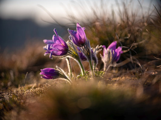 Blüte der Küchenschellen bei Falkenstein