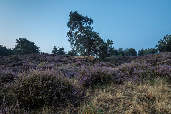 Heideblüte im Sommermorgen
