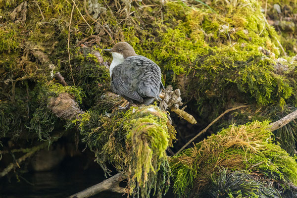 Wasseramsel an der Quelle des Doubs im franz. Jura