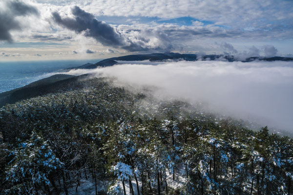 Nebelstimmungen im Pfälzerwald