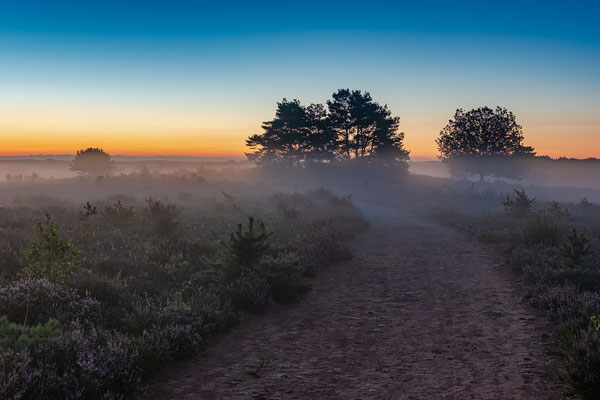 Bodennebel in der Mehlinger Heide