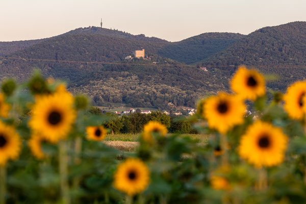 Kleines Sonnenblumenfeld bei Neustadt