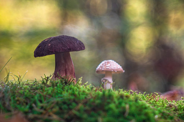 Herbst im Modenbachtal