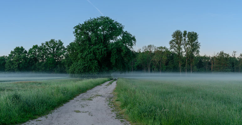 Früher Morgen in Geinsheims Wiesen