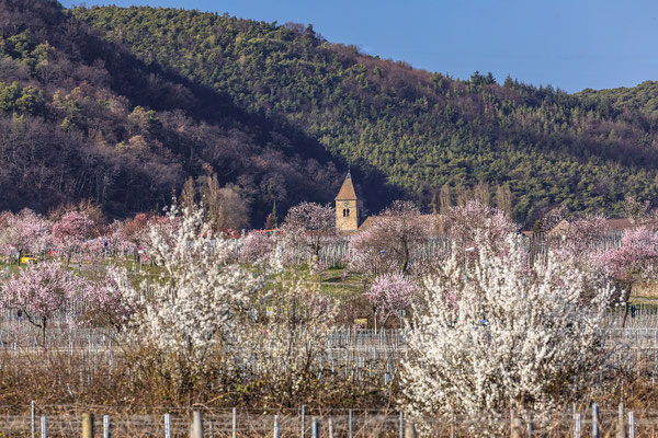 Mandelblüte in Gimmeldingen