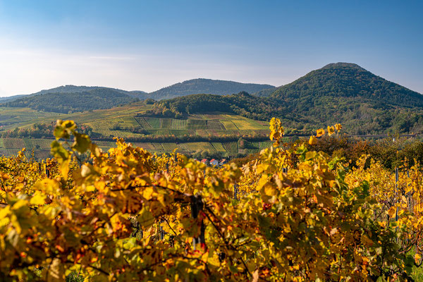 Goldener Herbst bei Albersweiler
