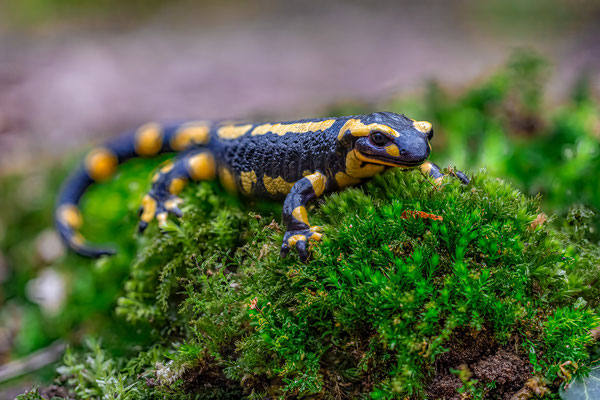 Feuersalamander