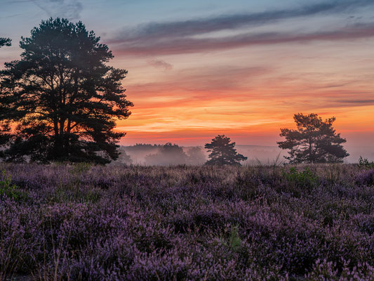 Toller Morgen in der Mehlinger Heide