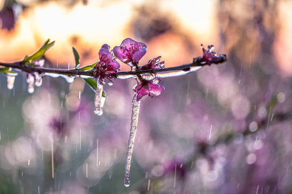 gefrorene Pfirsichblüten bei Neustadt