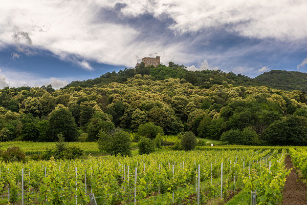 Kastanienblüte am Hambacher Schloss