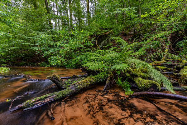 Regentag in der Karlstalschlucht