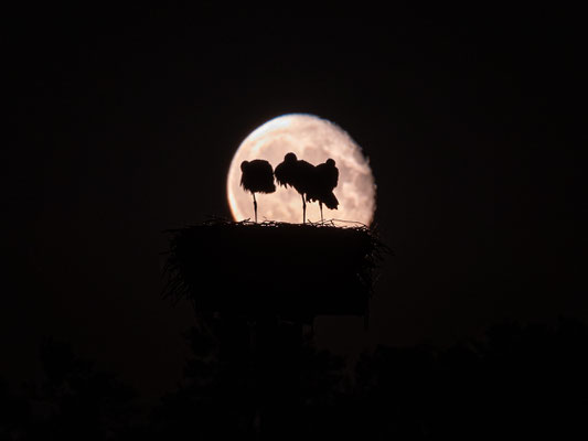 Jungstörche im Licht des Vollmondes