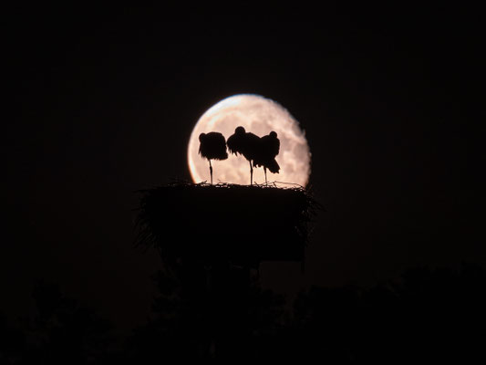 Jungstörche im Licht des Vollmondes