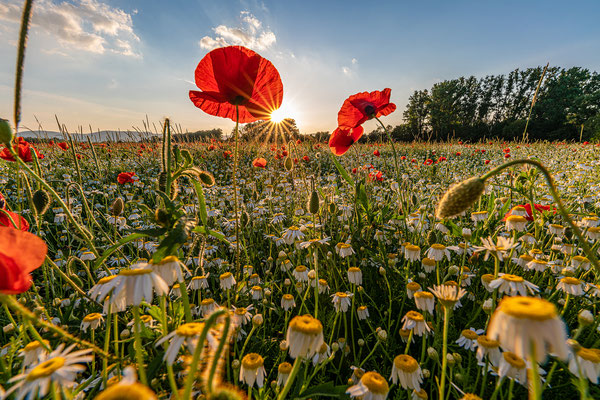 Wildblumenwiese bei Freimersheim