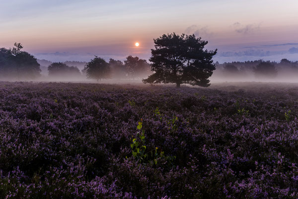 Heideblüte zum Morgengrauen