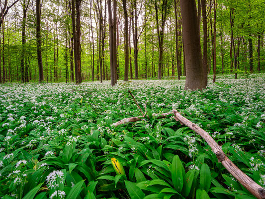 Bärlauchblüte in den Hördter Rheinauen