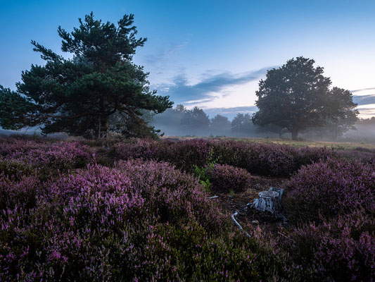 Nebelmorgen in der Mehlinger Heide