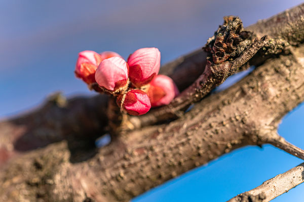 Bereits Anfang Februar: erste Mandelblüte bei Gimmeldingen