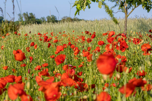 Mohnblumen bei Geinsheim