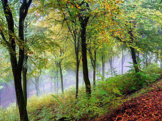 Herbststimmung in Neustadts Wäldern