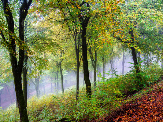 Herbststimmung in Neustadts Wäldern