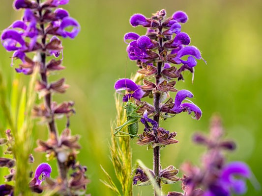 Heuschrecke auf einer Wildblumenwiese bei Duttweiler