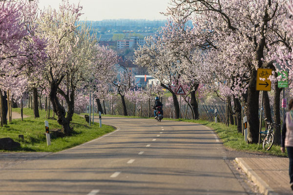 Mandelblüte in Gimmeldingen
