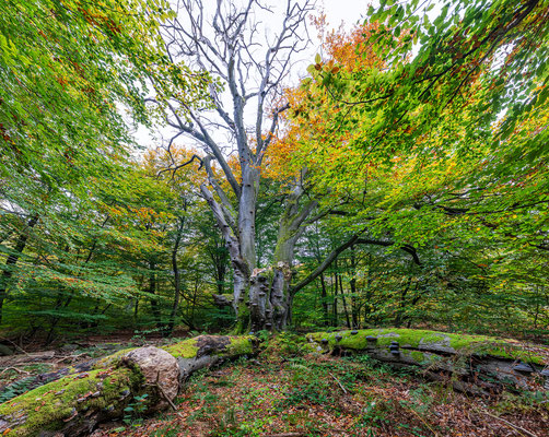 Urwald Sababurg