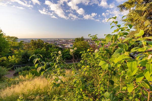 Blick auf Neustadt von den Welschterassen