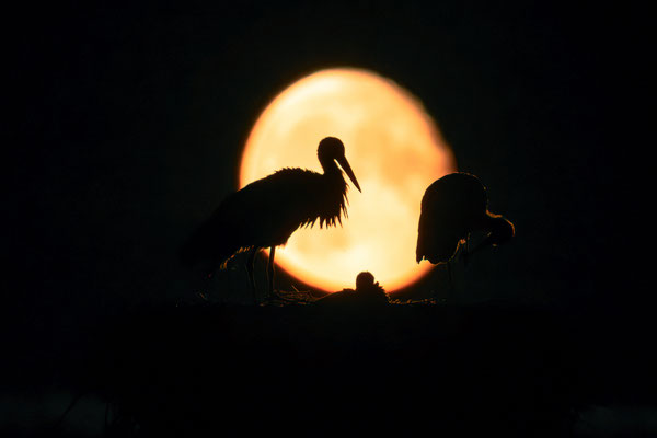 Störche im Licht des Vollmondes