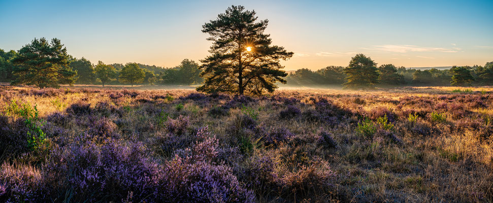 Sonnenaufgang in der Mehlinger Heide