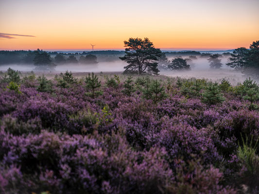 Bodennebel in der Mehlinger Heide