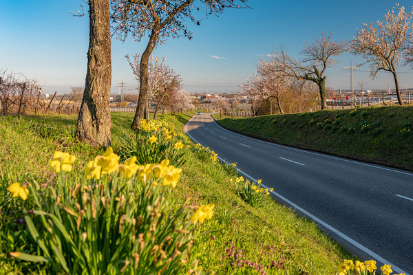 Frühling in Nussdorf