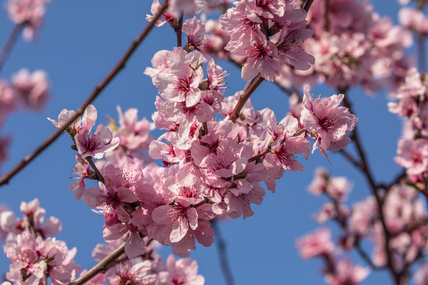 Mandelblüte in Gimmeldingen