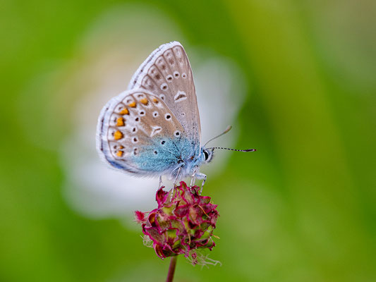 Bläuling auf einer Wildblumenwiese bei Duttweiler
