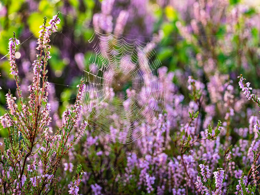 Frühherbst in der Mehlinger Heide