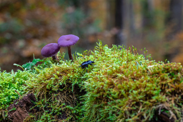 Pilze im Elmsteiner Wald